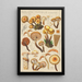 Pholiota mutabilis Schaeffer - Hans Baldung — cuadro enmarcado en la pared