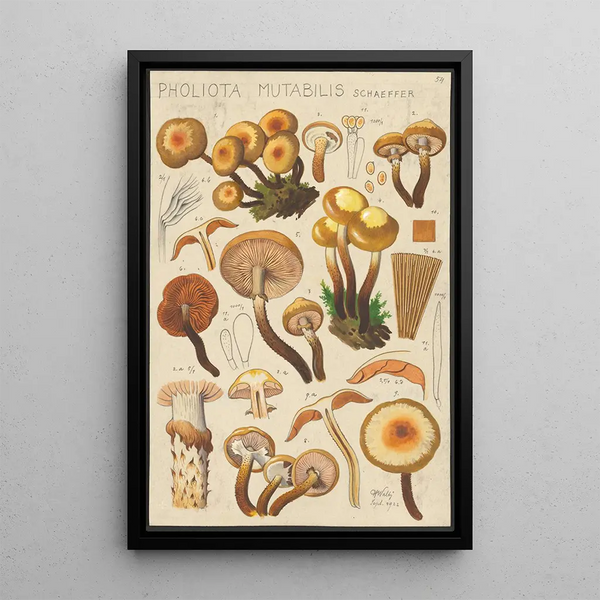 Pholiota mutabilis Schaeffer - Hans Baldung — framed artwork on a wall