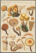 Pholiota mutabilis Schaeffer - Hans Baldung — vista de la obra