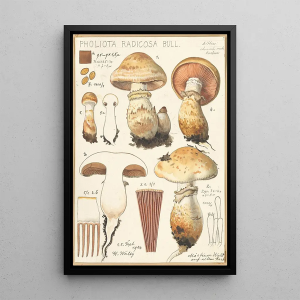 Pholiota radicosa Bull - Hans Baldung — framed artwork on a wall