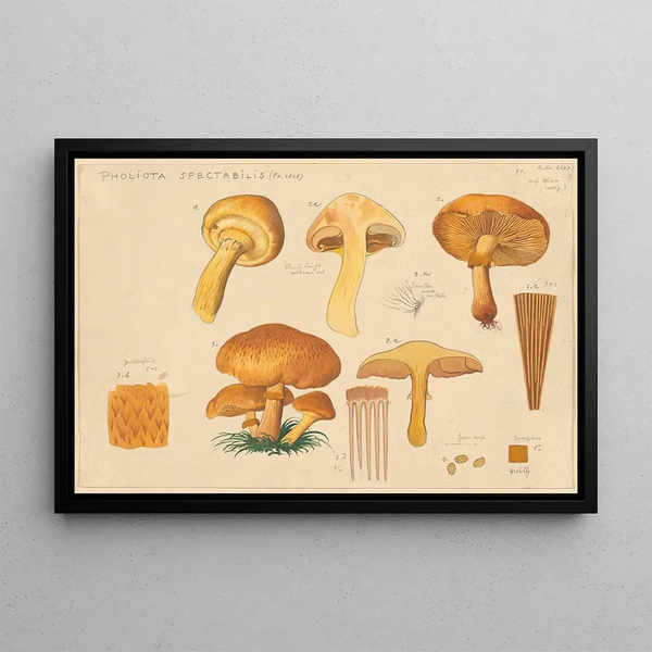 Pholiota spectabilis Fr 1828 - Hans Baldung — cuadro enmarcado en la pared