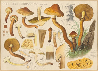 Pholiota squarrosa - Hans Baldung — vista de la obra