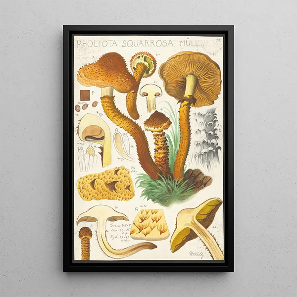 Pholiota squarrosa Mll - Hans Baldung — framed artwork on a wall