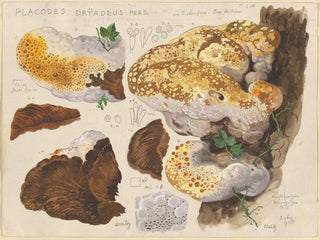 Placodes dryadeus pers - Hans Baldung — artwork view
