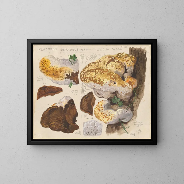 Placodes dryadeus pers - Hans Baldung — cuadro enmarcado en la pared
