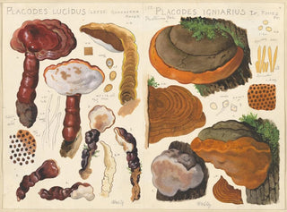 Placodes lucidus Placodes igniarus - Hans Baldung — artwork view
