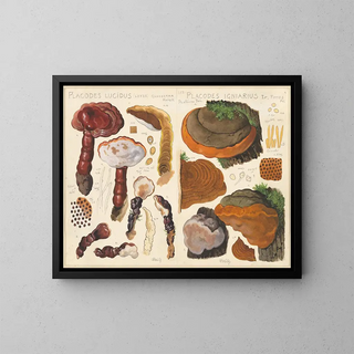 Placodes lucidus Placodes igniarus - Hans Baldung — framed artwork on a wall