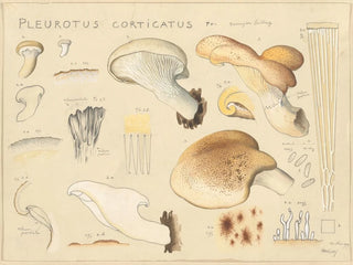 Pleurote corticatus - Hans Baldung — artwork view