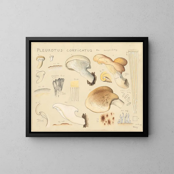 Pleurote corticatus - Hans Baldung — cuadro enmarcado en la pared