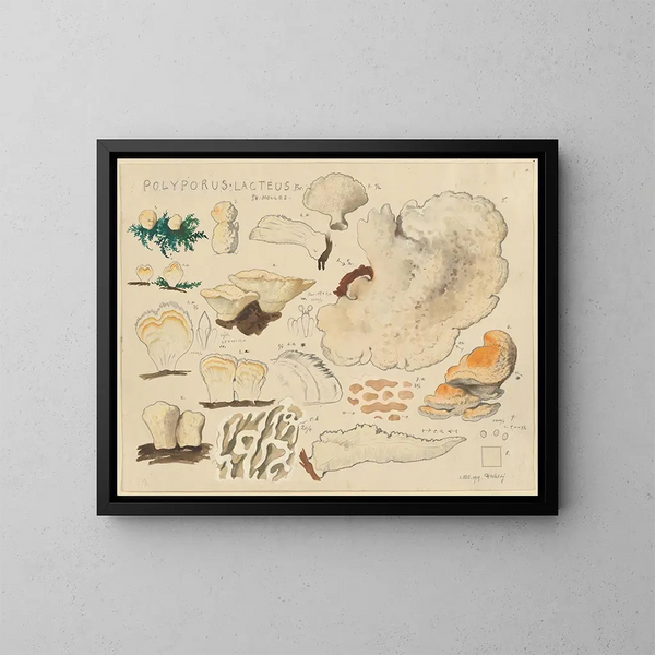 Polypore lacté - Hans Baldung — cuadro enmarcado en la pared