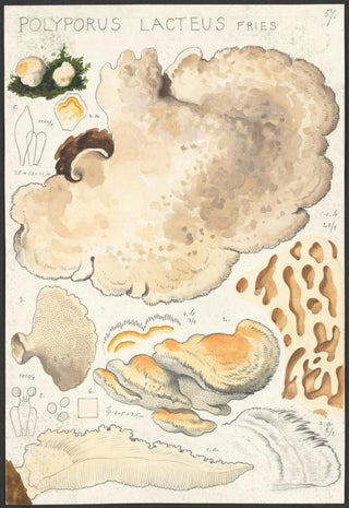 Hans Walty - Polyporus lacteus Fries.webp