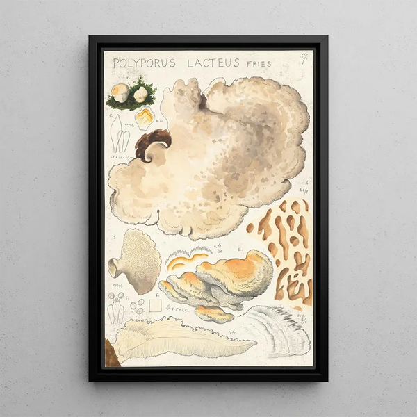 Polyporus lacteus Fries - Hans Baldung — framed artwork on a wall