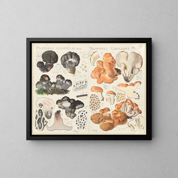 Polypore leucomèle Polypore confluent - Hans Baldung — cuadro enmarcado en la pared