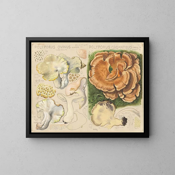 Polypore ovin y Polypore gigante - Hans Baldung — cuadro enmarcado en la pared