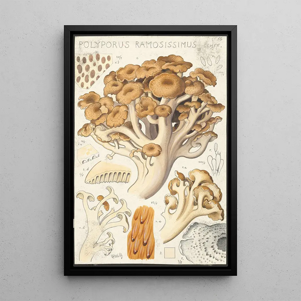 Polyporus ramosissimus Schff - Hans Baldung | Cuadro — cuadro enmarcado en la pared