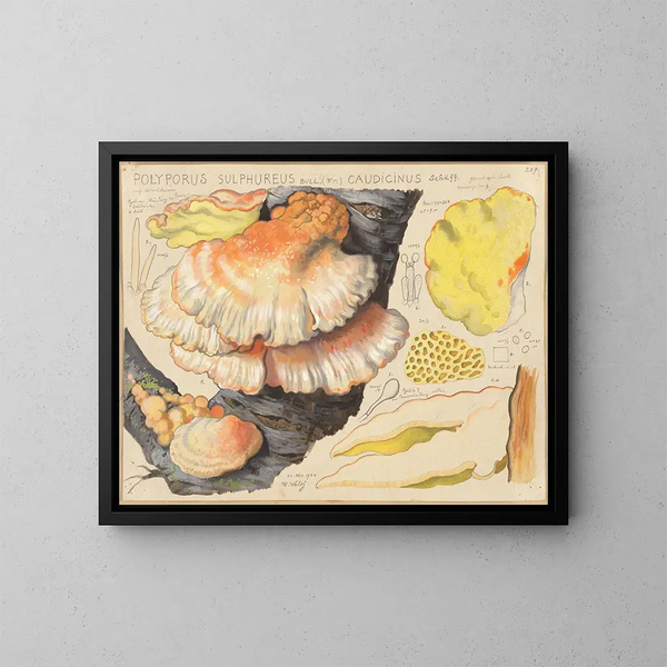 Polypore sulfuré - Hans Baldung — cuadro enmarcado en la pared