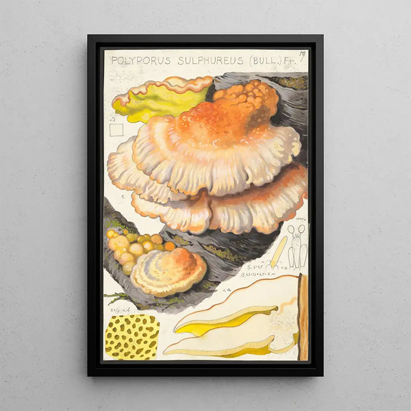 Polyporus sulfureus Bull Fr - Hans Baldung — cuadro enmarcado en la pared