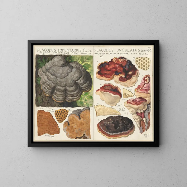 Polystictus fomentarius y Placodes ungulatus - Hans Baldung — cuadro enmarcado en la pared
