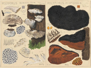 Poyporus boreal Poyporus hispidus - Hans Baldung — vista de la obra