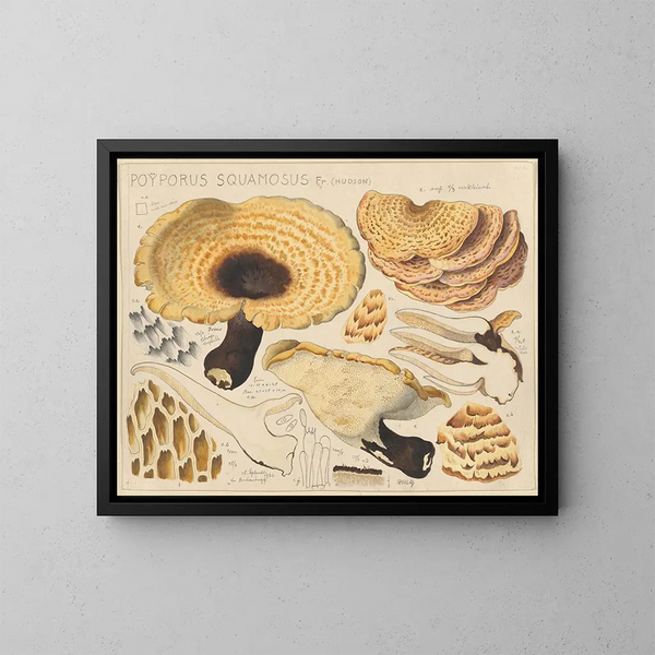 Poyporus squamosus Fr. Hudson - Hans Baldung | Cuadro — cuadro enmarcado en la pared