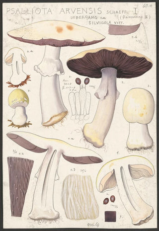 Hans Walty - Psalliota Arvensis Schaeff I Uebergang zu flavescens II silvicola Vitt.webp