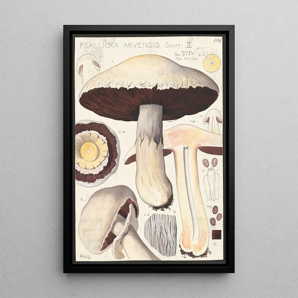 Psalliota Arvensis Schff II - Hans Baldung — cuadro enmarcado en la pared