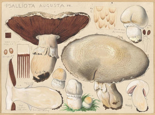 Psalliota augusta - Hans Baldung — vista de la obra