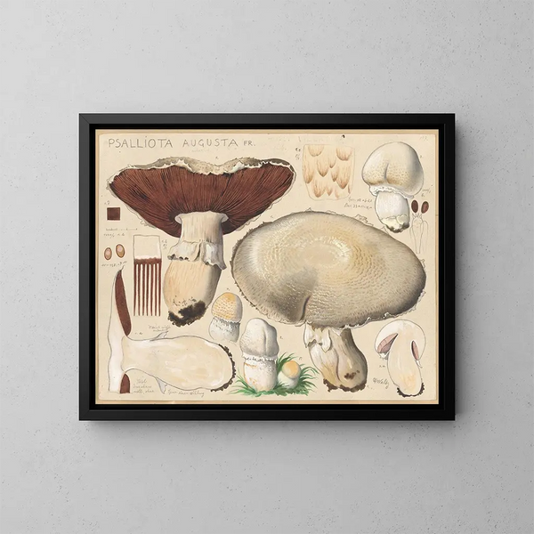 Psalliota augusta - Hans Baldung — cuadro enmarcado en la pared