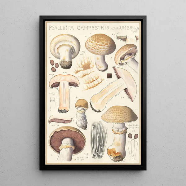 Psalliota campestris Psalliota campestris var umbrina - Hans Baldung — cuadro enmarcado en la pared