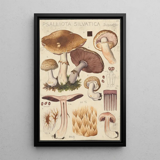 Hans Walty - Psalliota silvatica Schaeffer.webp