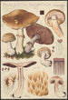 Psalliota silvatica Schaeffer - Hans Baldung — vista de la obra