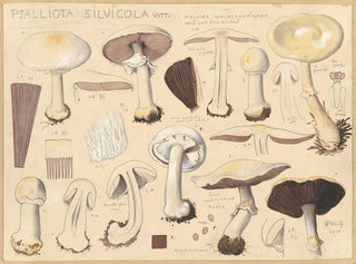 Psalliota silvicola - Hans Baldung — vista de la obra