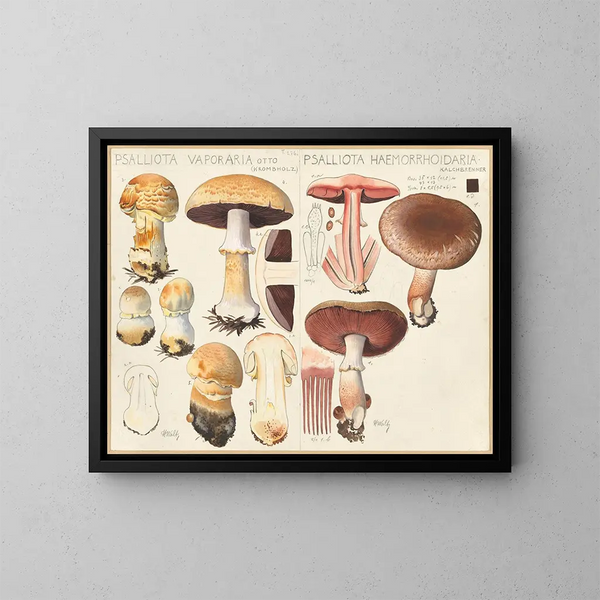 Psalliota vaporaria Psalliota haemorrhoidaria - Hans Baldung — cuadro enmarcado en la pared