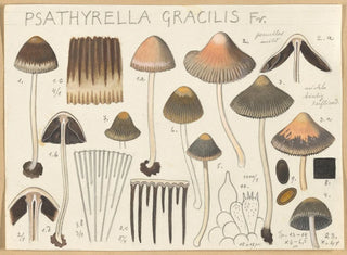 Psathyrella gracilis - Hans Baldung — vista de la obra