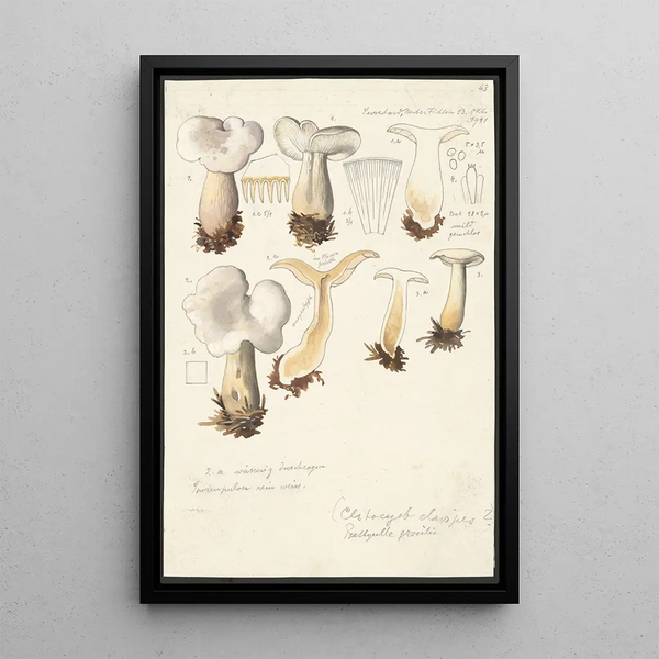 Psathyrella gracilis Clitocybe clavipes - Hans Baldung — cuadro enmarcado en la pared