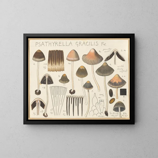 Psathyrella gracilis - Hans Baldung — cuadro enmarcado en la pared