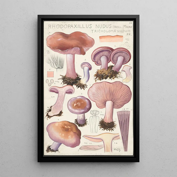 Rhodopaxillus nudus Bull Maire Tricholoma nudum Fr - Hans Baldung — cuadro enmarcado en la pared