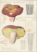 Russula olivacea - Hans Baldung — artwork view
