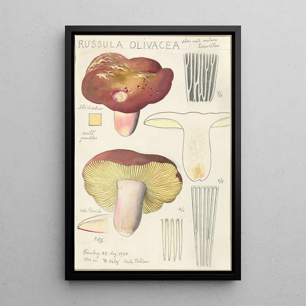 Russula olivacea - Hans Baldung — cuadro enmarcado en la pared