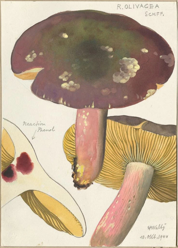 Russula olivacea schff - Hans Baldung — cuadro enmarcado en la pared
