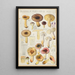 Russula puellaries - Hans Baldung — cuadro enmarcado en la pared
