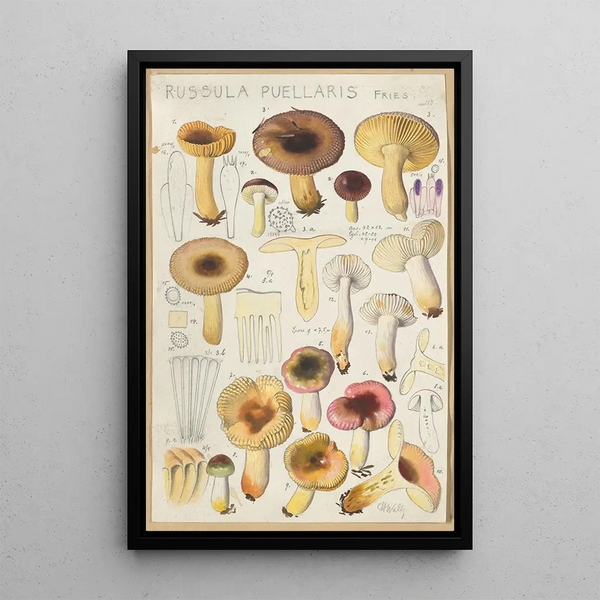 Russula puellaries - Hans Baldung — cuadro enmarcado en la pared