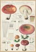Russula seperina - Hans Baldung — vista de la obra
