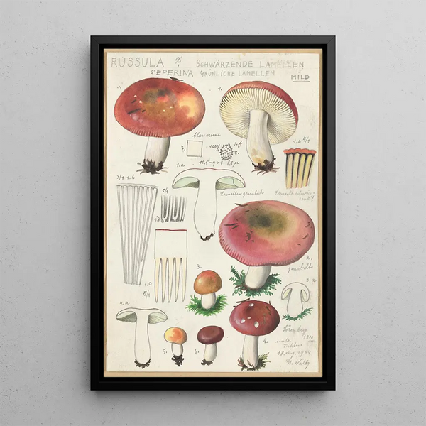 Russula seperina - Hans Baldung — cuadro enmarcado en la pared