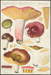 Russula alutacea Persoon - Hans Baldung — vista de la obra