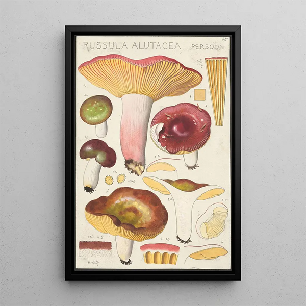 Russula alutacea Persoon - Hans Baldung — cuadro enmarcado en la pared