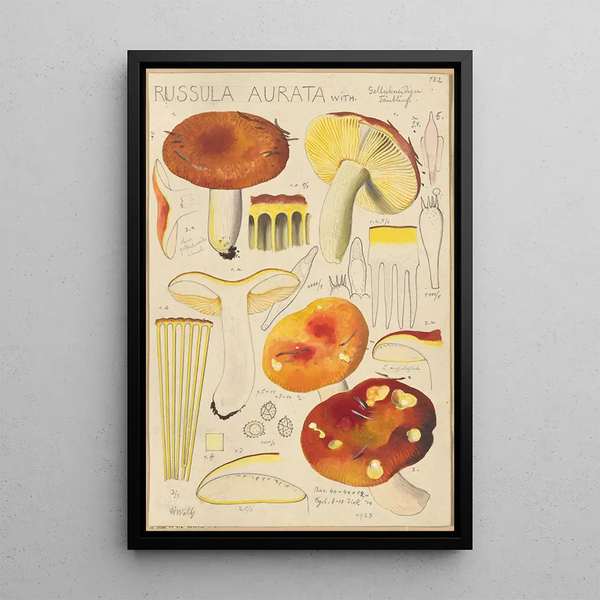 Russula aurata - Hans Baldung | Cuadro — cuadro enmarcado en la pared