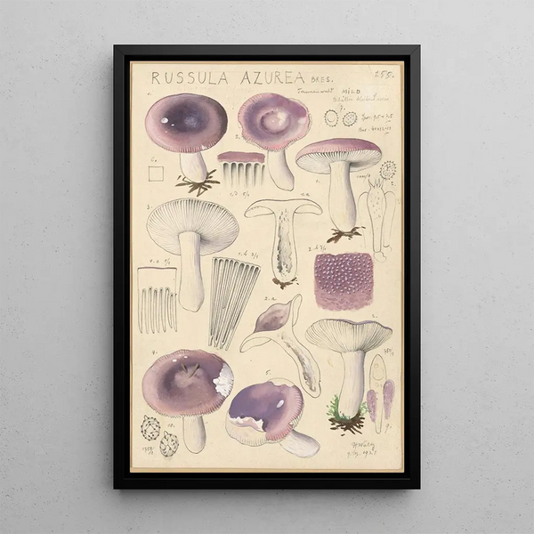 Russula azurea - Hans Baldung — cuadro enmarcado en la pared