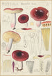 Russula badia - Hans Baldung — vista de la obra