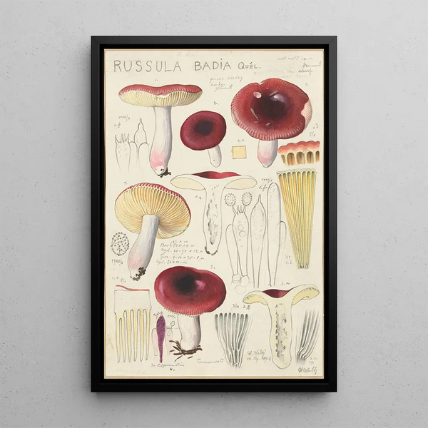 Russula badia - Hans Baldung — cuadro enmarcado en la pared